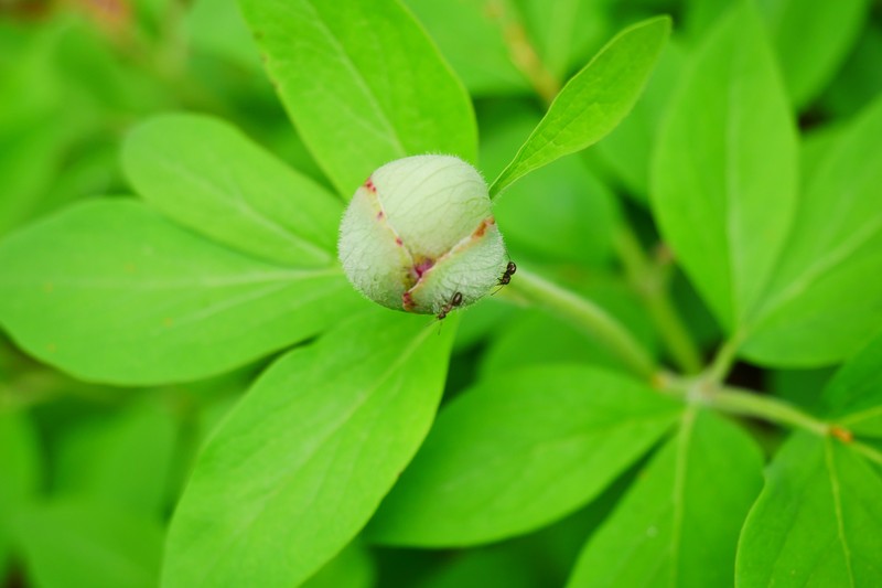 Paeonia mascula photo 4