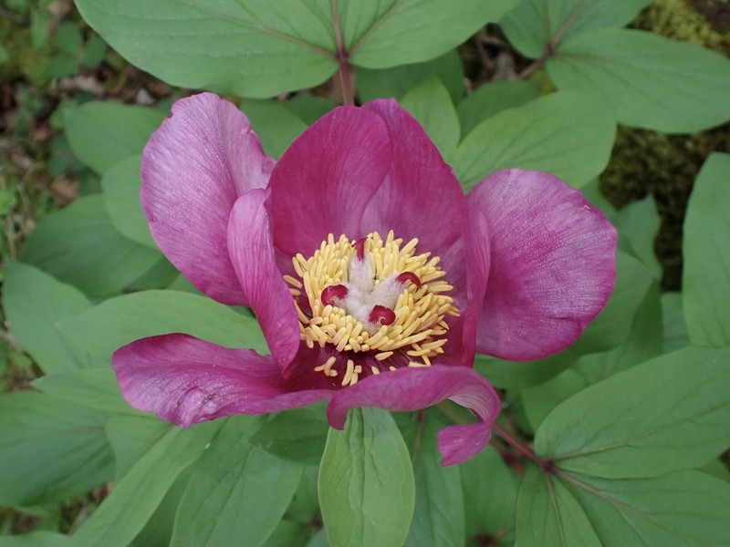 Paeonia mascula photo 5