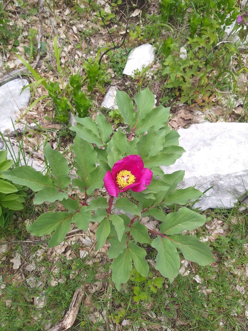 Paeonia mascula photo 6