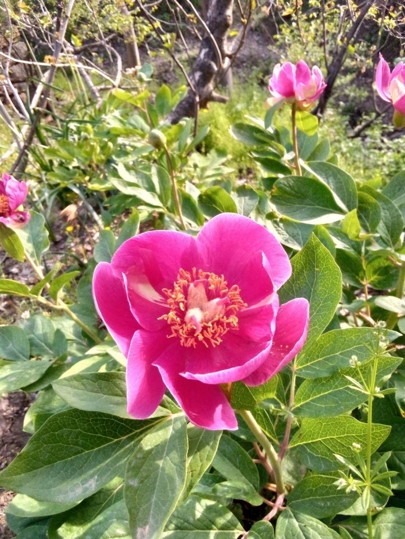 Paeonia mascula photo 7