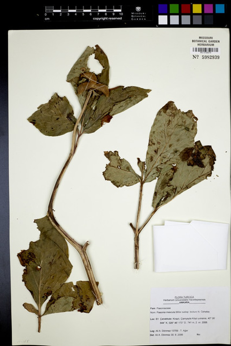 Paeonia mascula subsp. bodurii photo 2