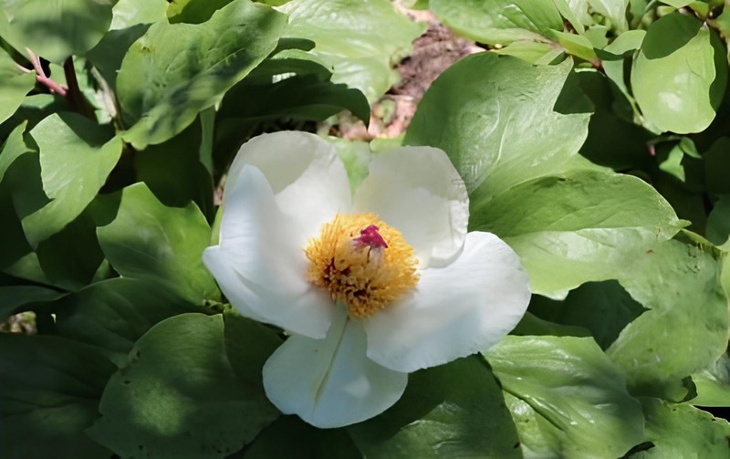 Paeonia mascula subsp. bodurii