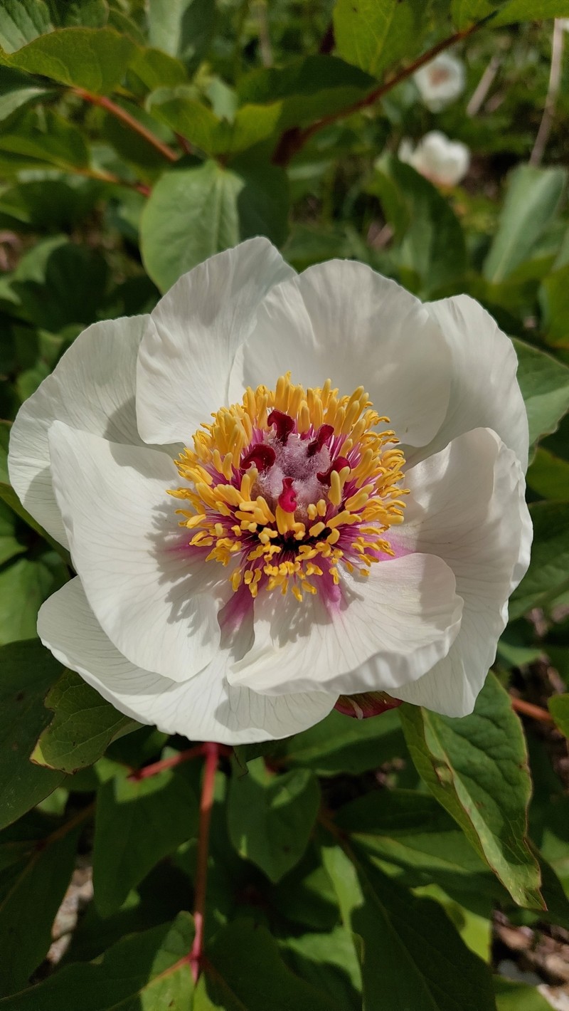 Paeonia mascula subsp. hellenica