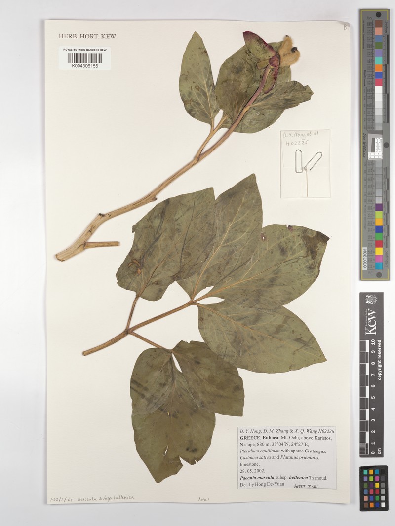 Paeonia mascula subsp. hellenica photo 2