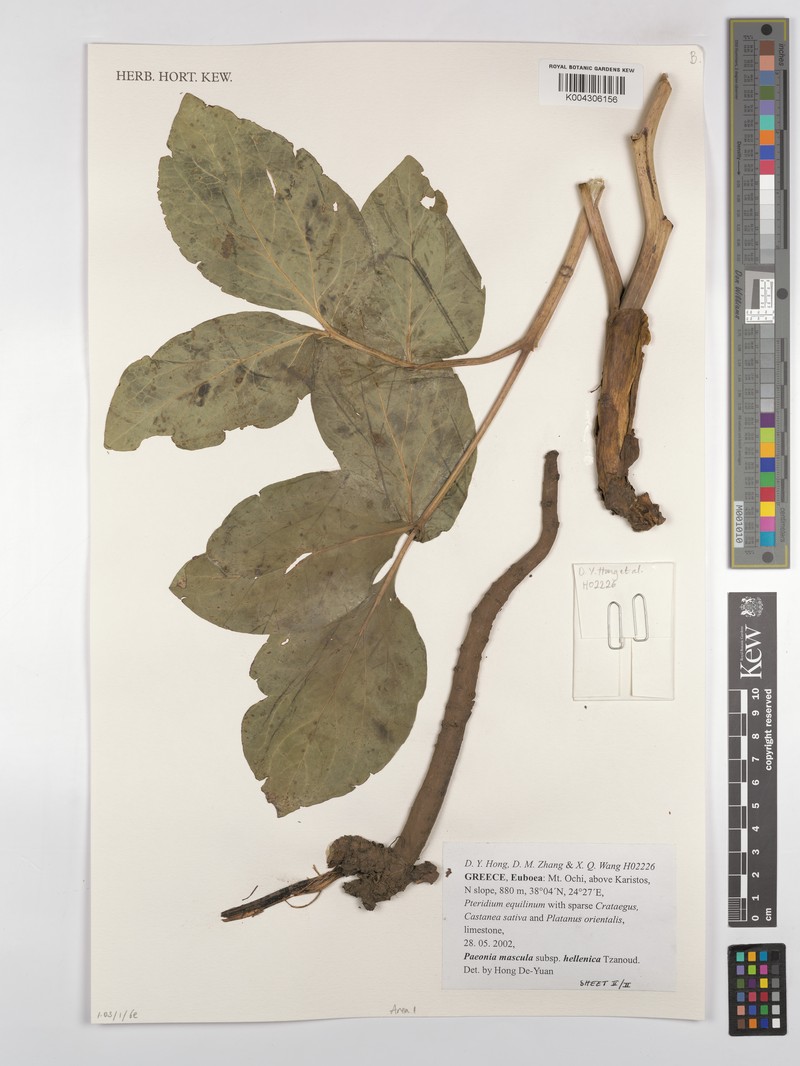 Paeonia mascula subsp. hellenica photo 3