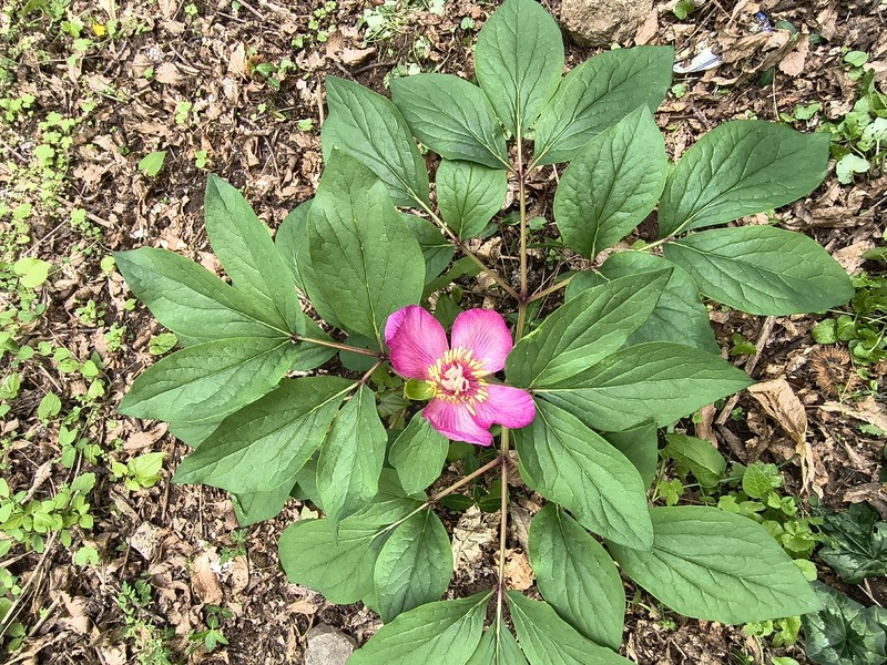 Paeonia mascula subsp. mascula