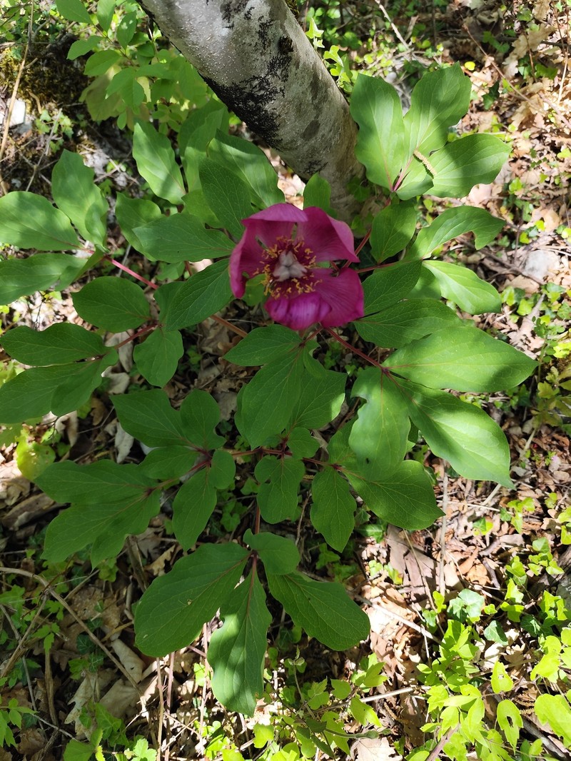 Paeonia mascula subsp. mascula photo 2