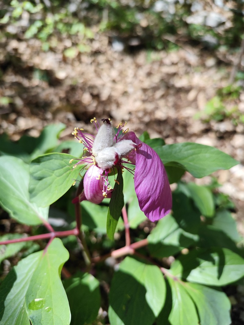 Paeonia mascula subsp. mascula photo 3