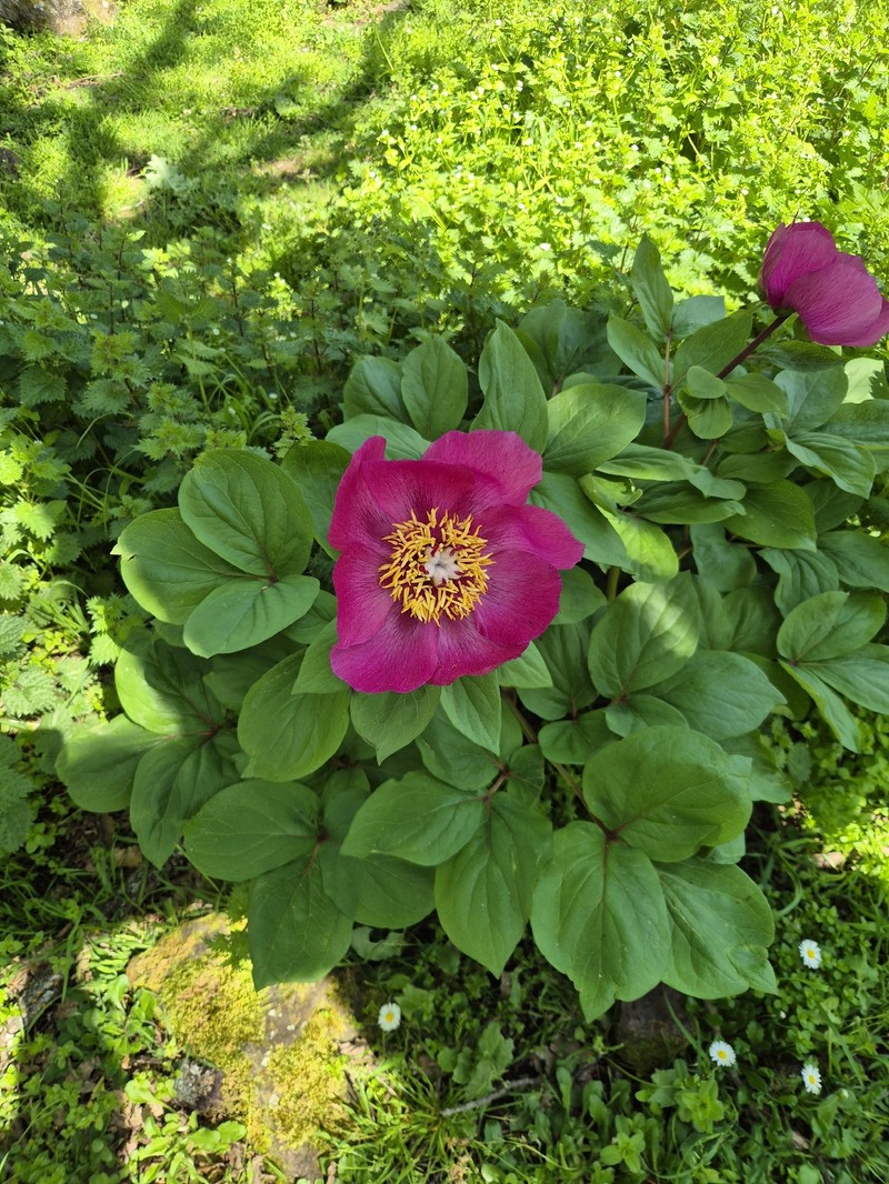 Paeonia mascula subsp. mascula photo 4