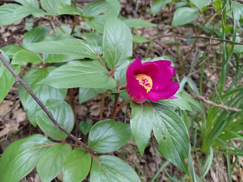 Paeonia mascula subsp. russoi photo 2