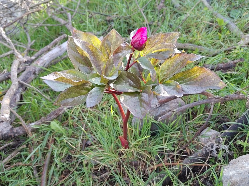 Paeonia mascula subsp. russoi photo 3