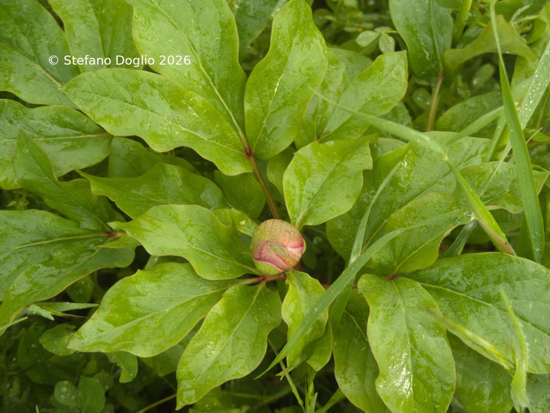 Paeonia mascula subsp. russoi photo 4