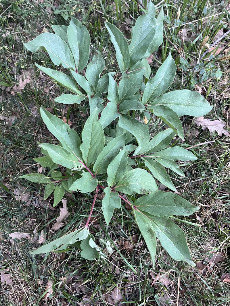 Paeonia mascula subsp. russoi photo 5