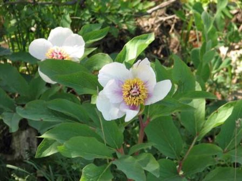 Paeonia mascula subsp. russoi