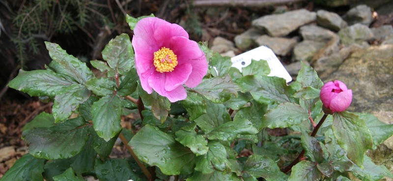 Paeonia mascula subsp. russoi photo 6