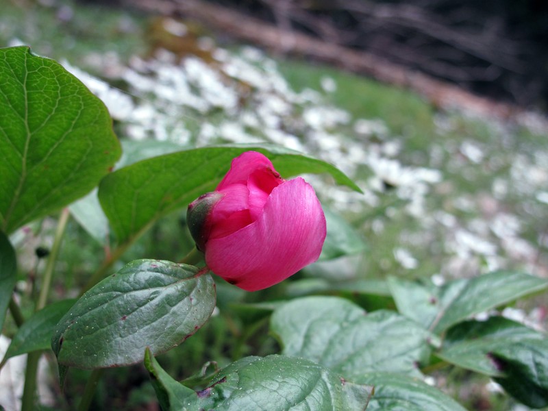 Paeonia mascula subsp. russoi photo 7