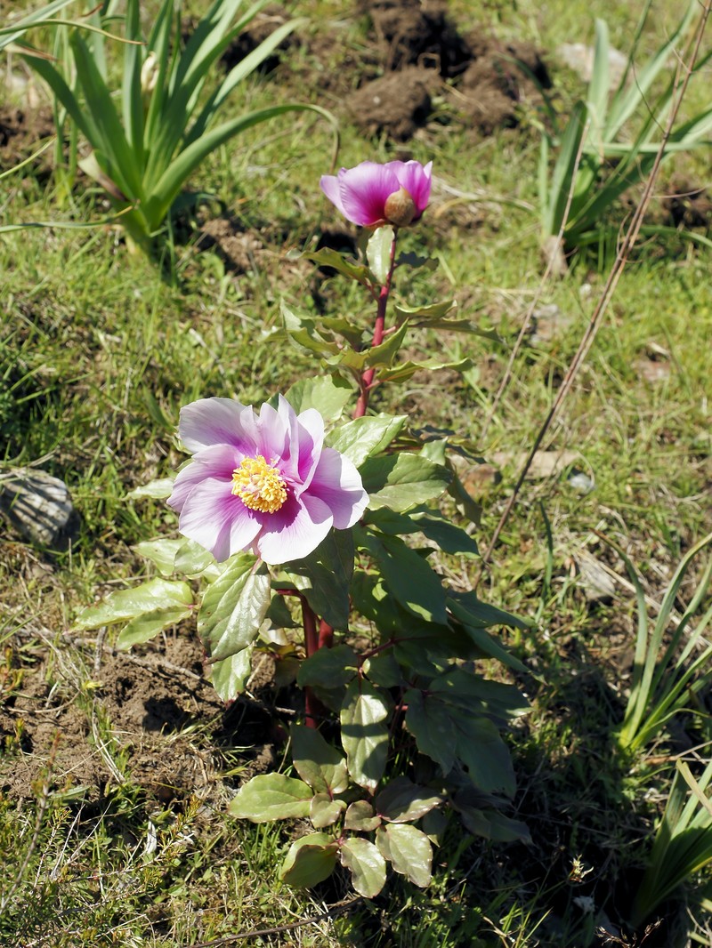 Paeonia mascula subsp. russoi photo 8