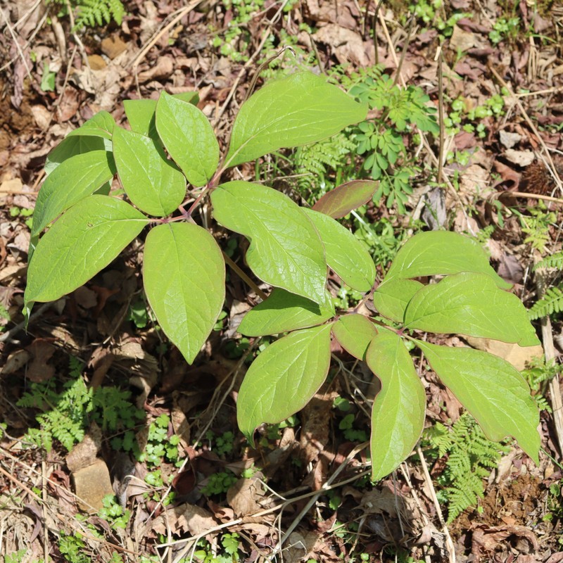 Paeonia obovata photo 2