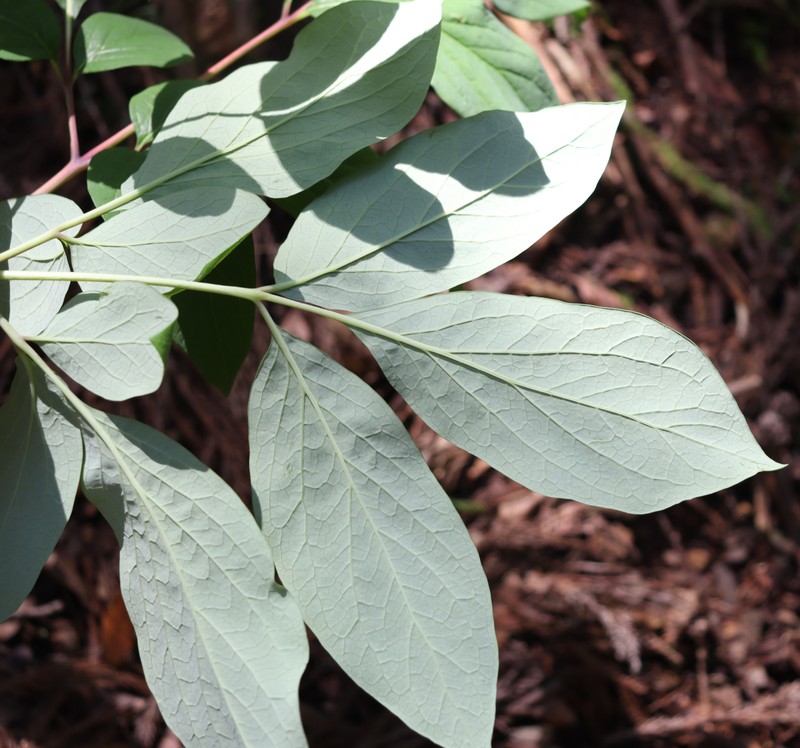 Paeonia obovata photo 3