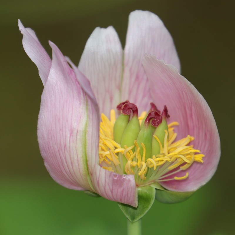 Paeonia obovata photo 4