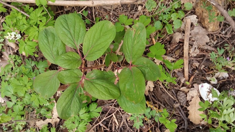 Paeonia obovata photo 6
