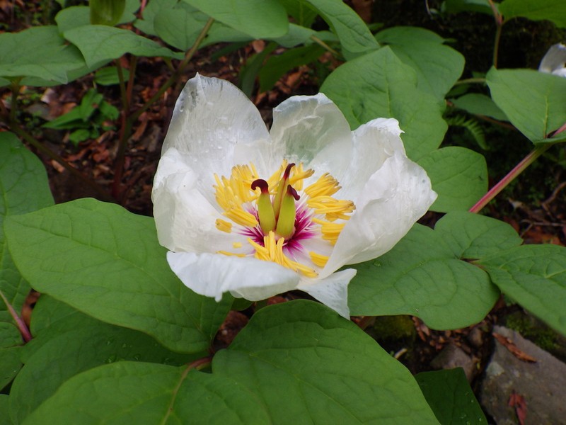 Paeonia obovata photo 7