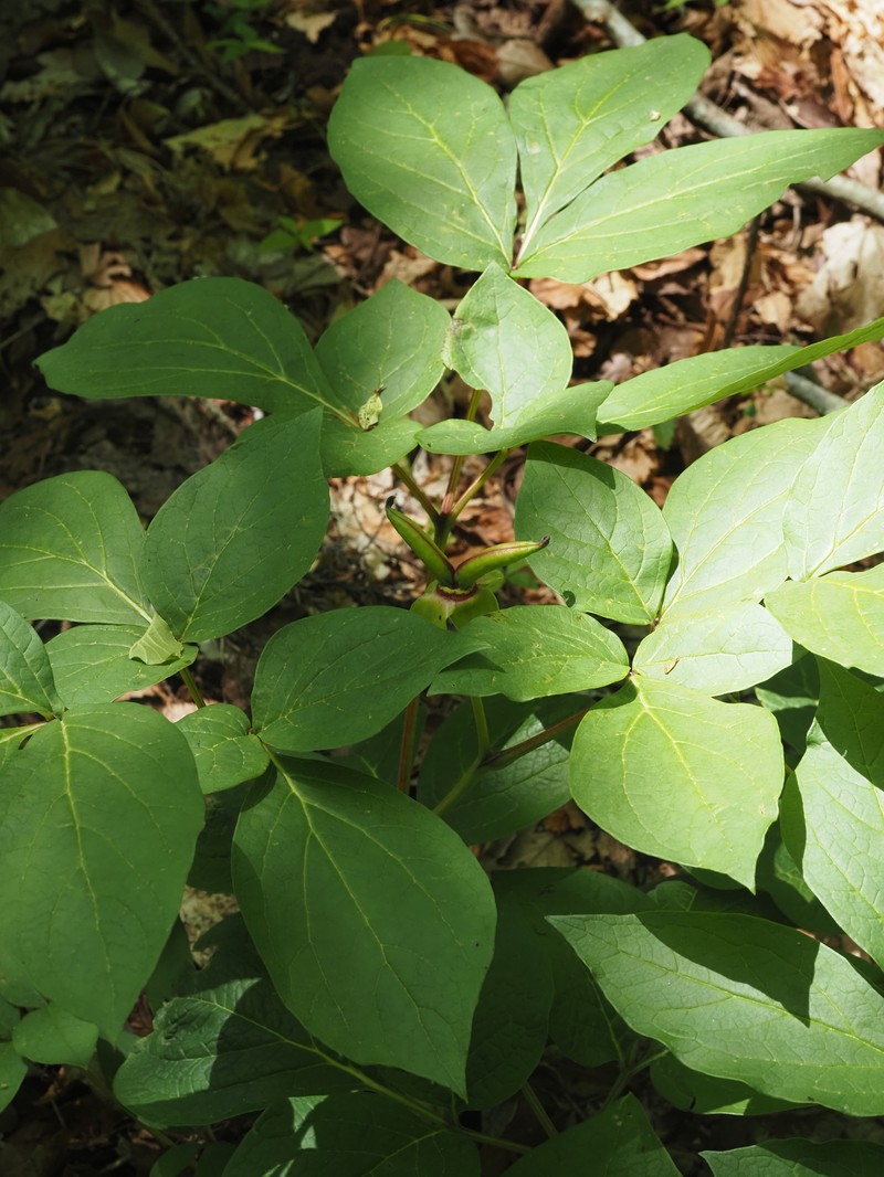 Paeonia obovata subsp. japonica photo 2