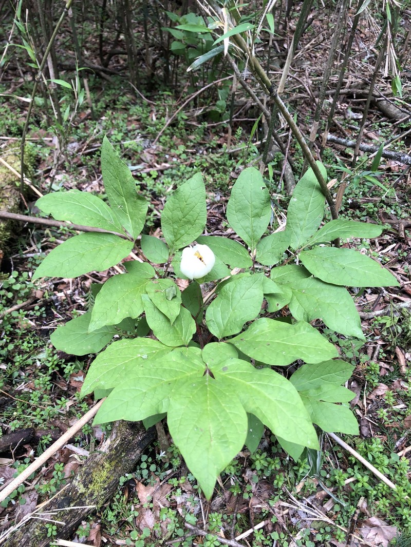 Paeonia obovata subsp. japonica photo 3