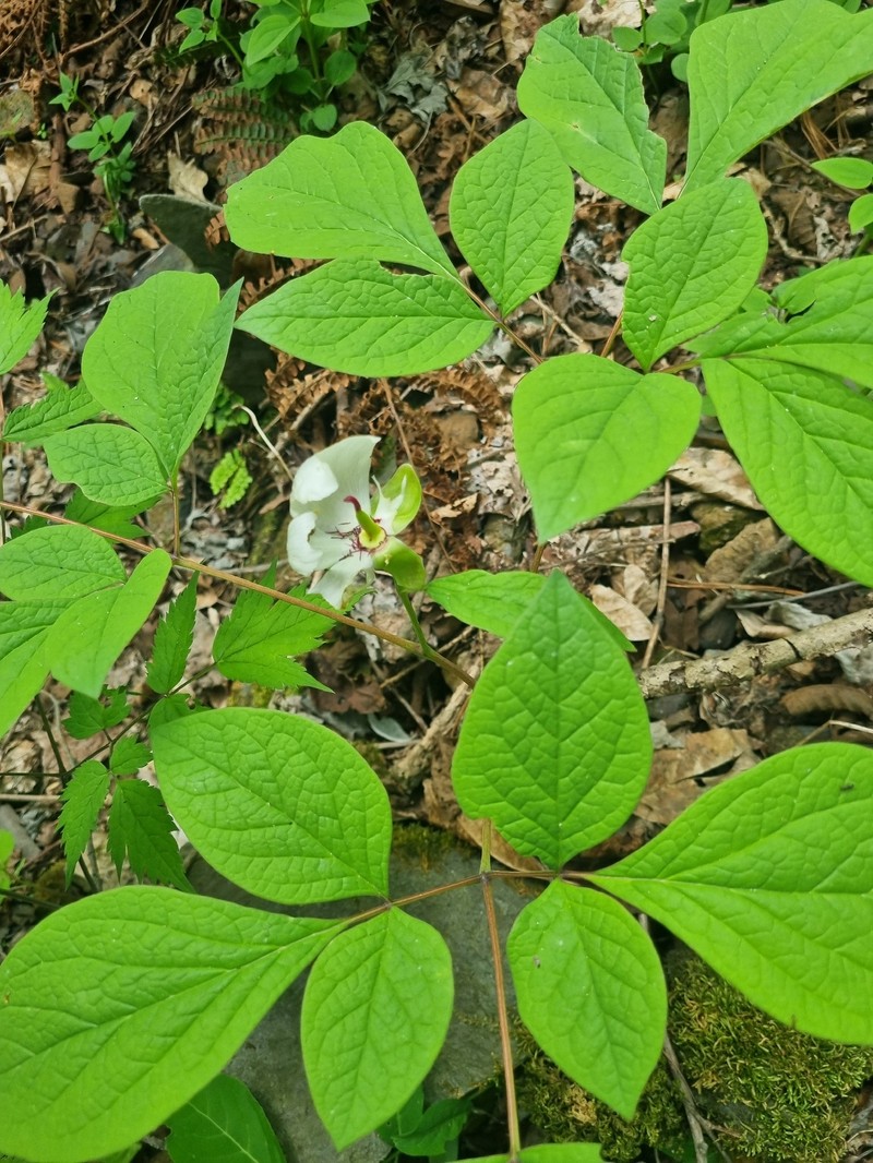 Paeonia obovata subsp. japonica photo 4