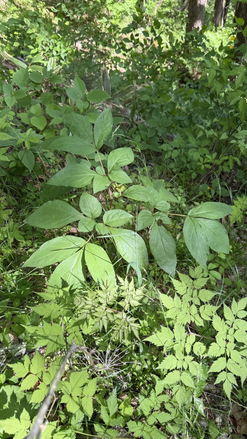 Paeonia obovata subsp. japonica photo 5