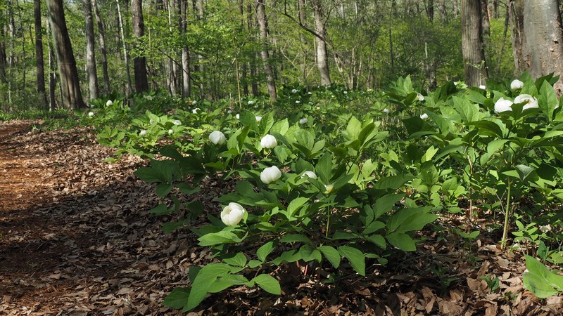 Paeonia obovata subsp. japonica
