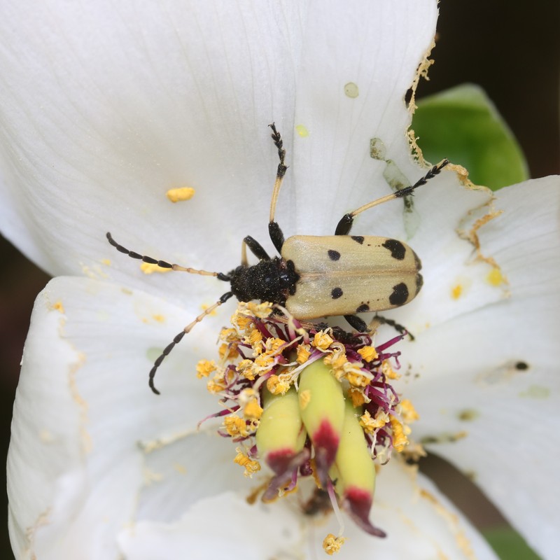 Paeonia obovata subsp. japonica photo 6