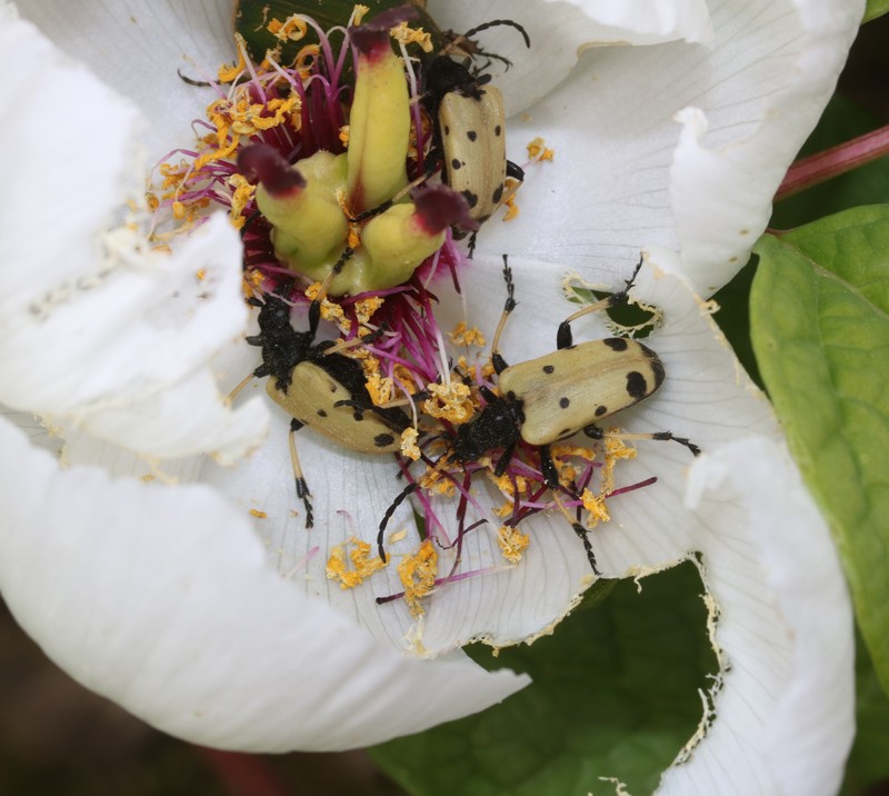 Paeonia obovata subsp. japonica photo 7