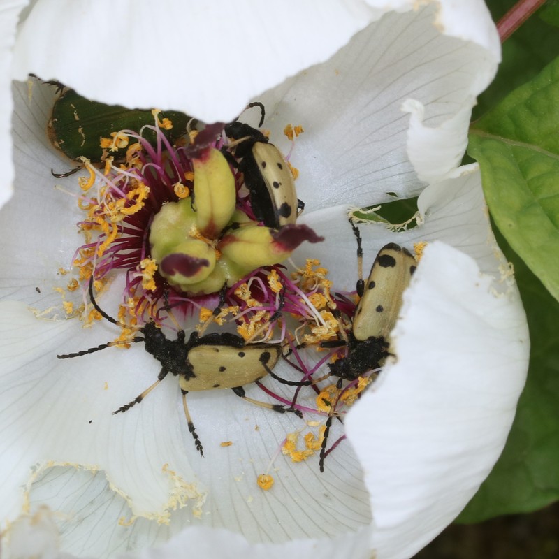 Paeonia obovata subsp. japonica photo 8