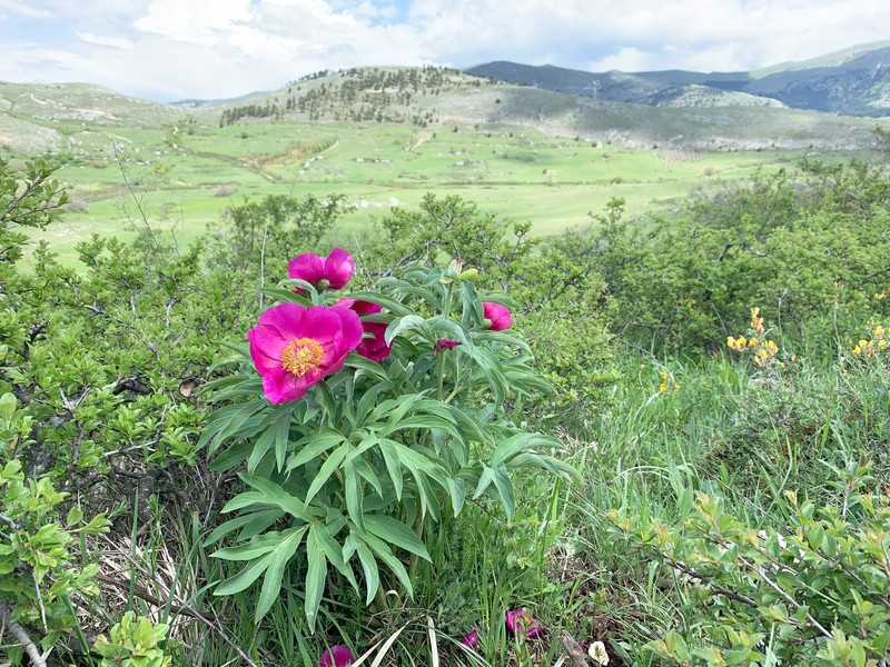 Common Peony photo 5