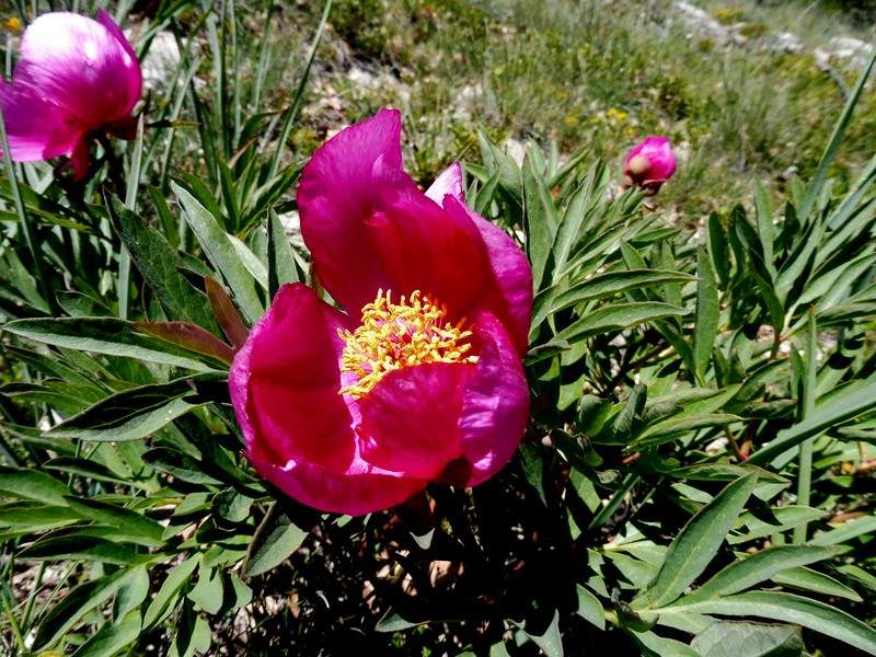 Common Peony photo 6