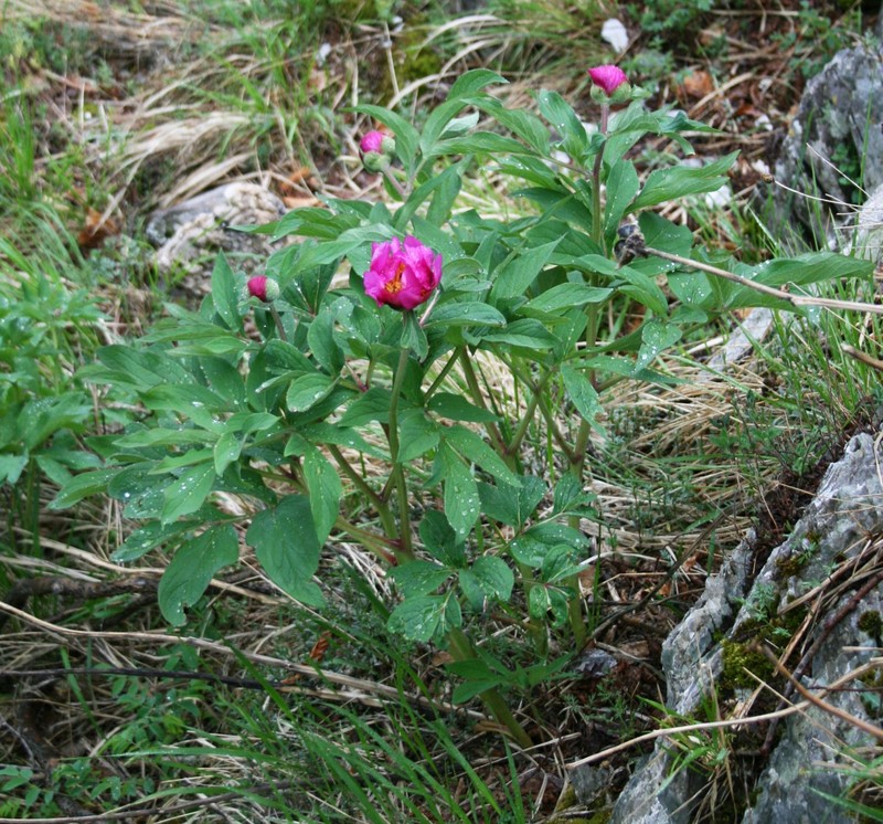 Common Peony photo 2