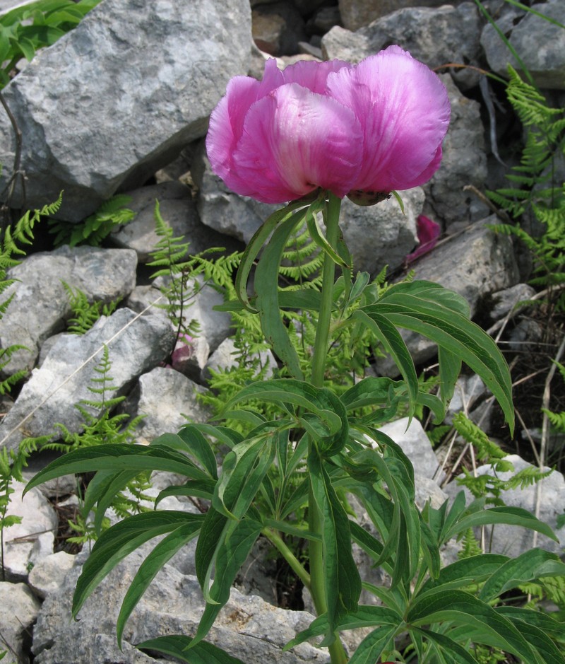 Common Peony photo 3