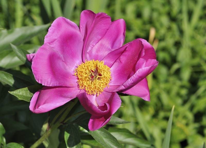 Common Peony photo 4