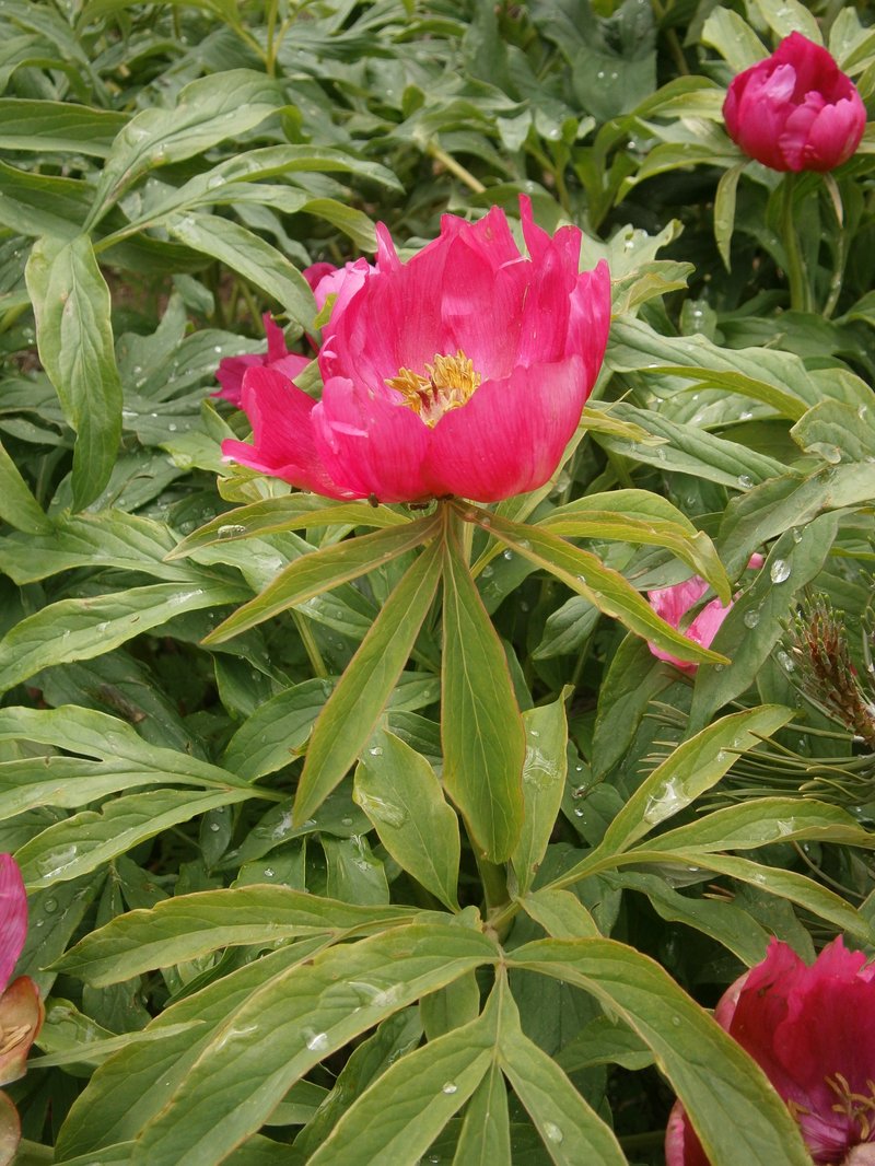 Common Peony