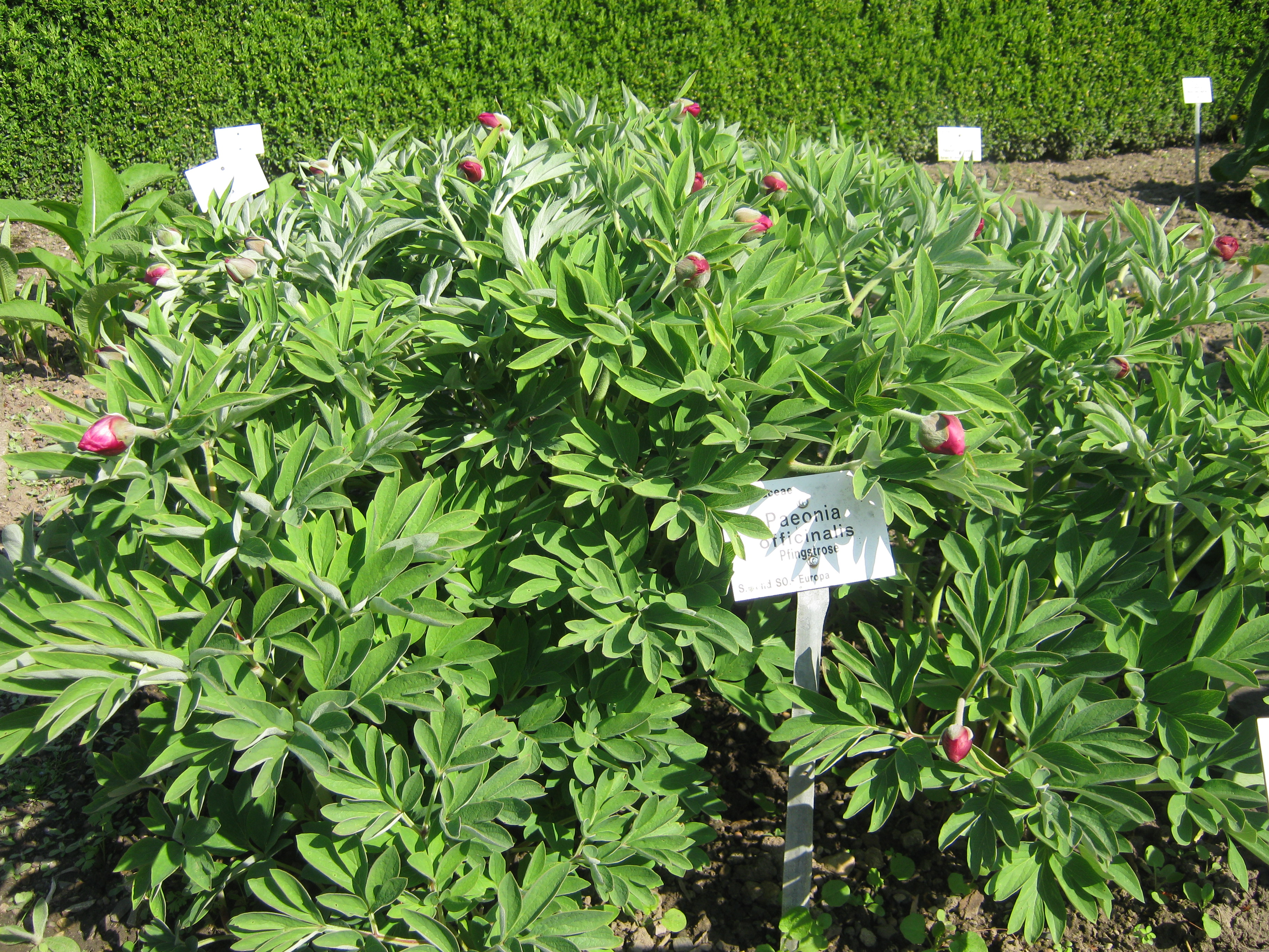 Common Peony photo 8