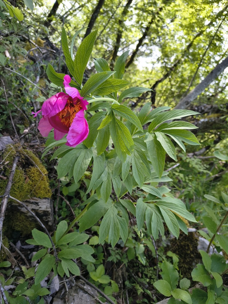 Paeonia officinalis subsp. banatica photo 2