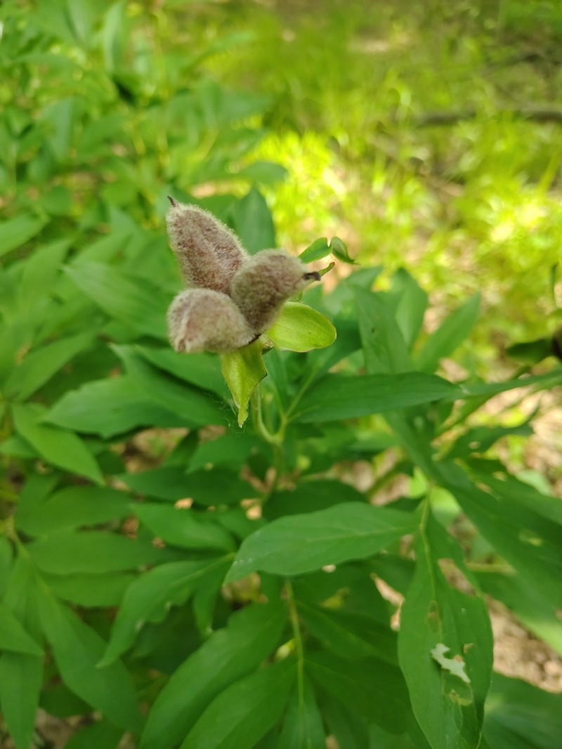 Paeonia officinalis subsp. banatica photo 3