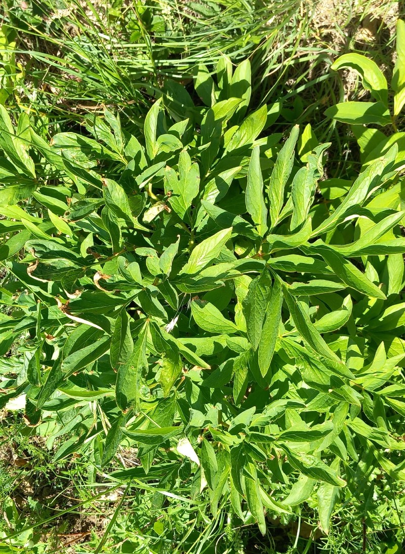 Paeonia officinalis subsp. banatica photo 4