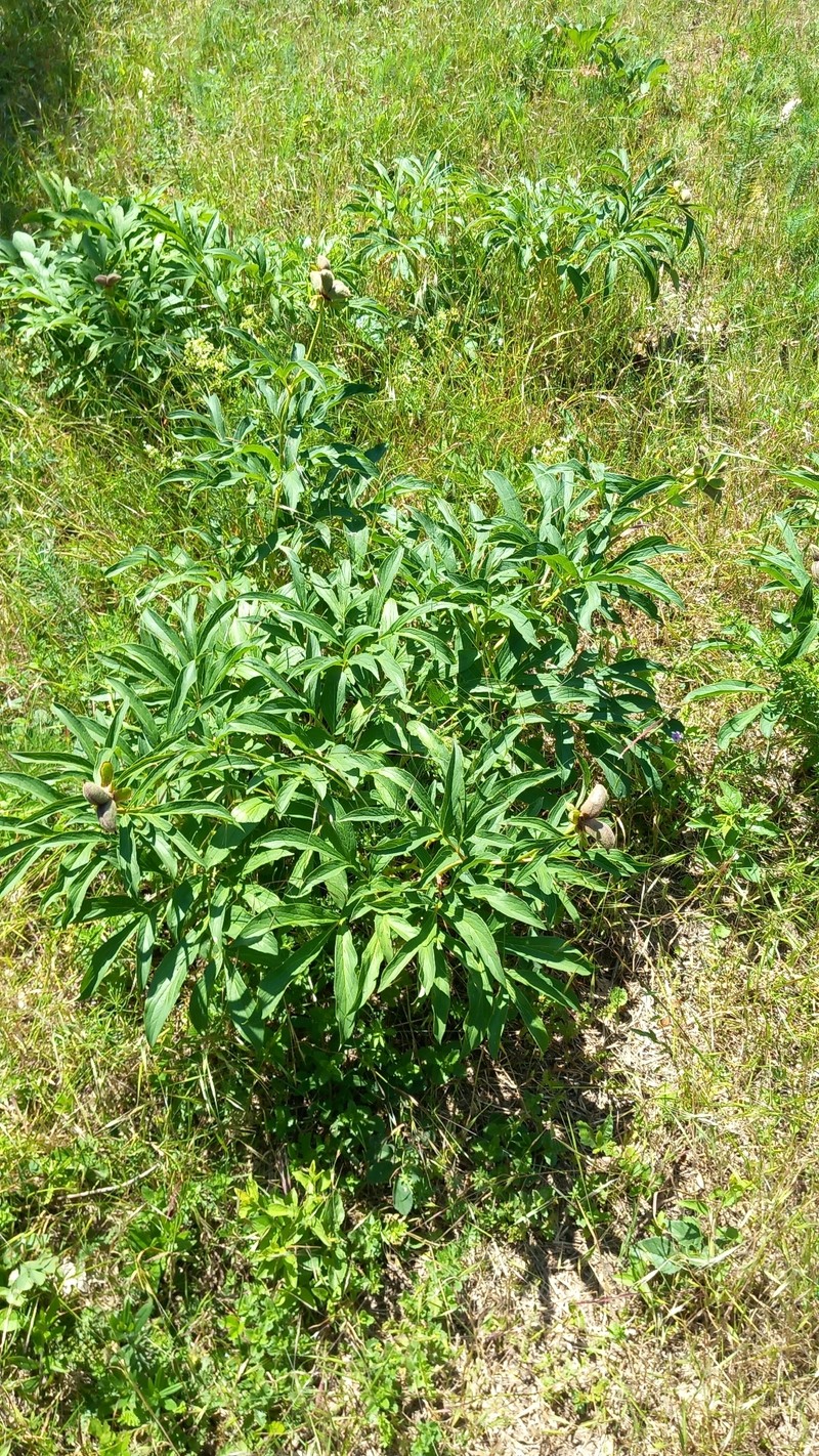 Paeonia officinalis subsp. banatica photo 5