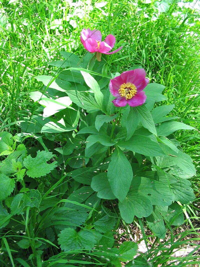 Paeonia officinalis subsp. banatica