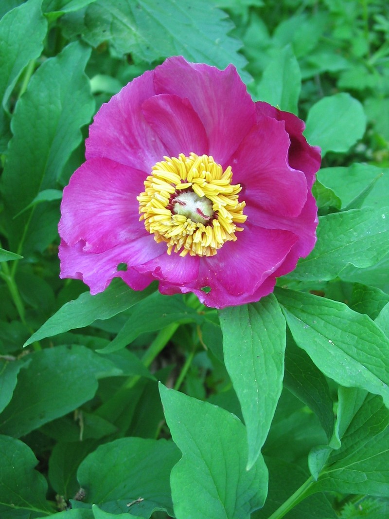 Paeonia officinalis subsp. banatica photo 6