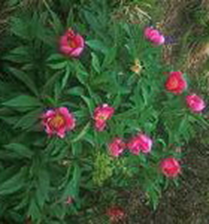 Paeonia officinalis subsp. banatica photo 7