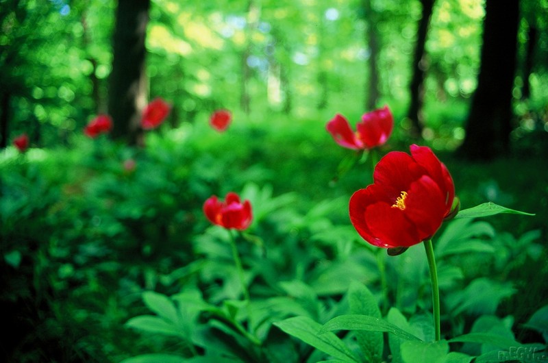 Paeonia officinalis subsp. banatica photo 8