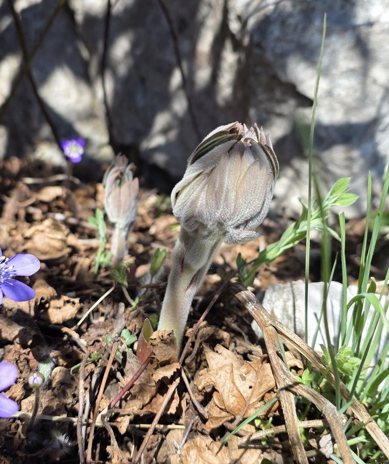 Paeonia officinalis subsp. huthii photo 2